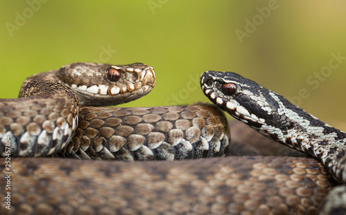 Pair of European viper Vipera berus in Czech Republic, female and male together