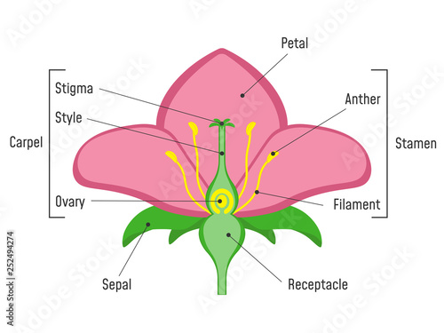 Flower Parts Diagram.