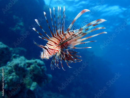 Amazing underwater world - Red Sea, Egypt.