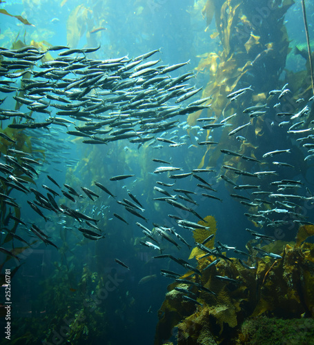 sardines swimming together in kelp forest