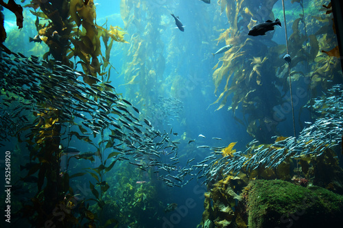 kelp forest views from below