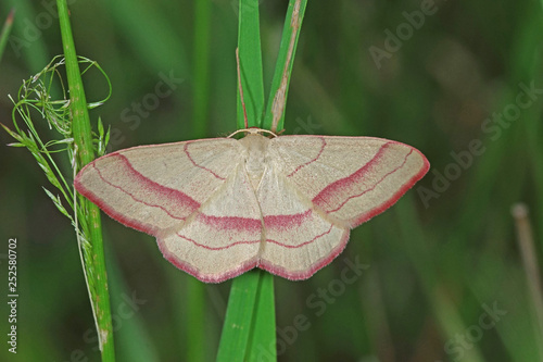 31.05.2018 DE, RLP, Glees, Dachsbusch Rotbandspanner Rhodostrophia vibicaria (CLERCK, 1759)