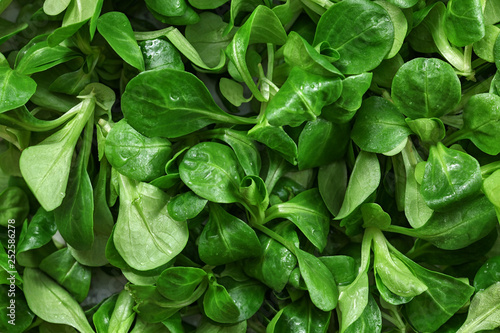 Closeup of common cornsalad ( Valerianella locusta ) wet from water, healthy green leaves food background.