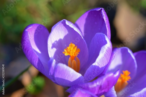 purple crocus in spring