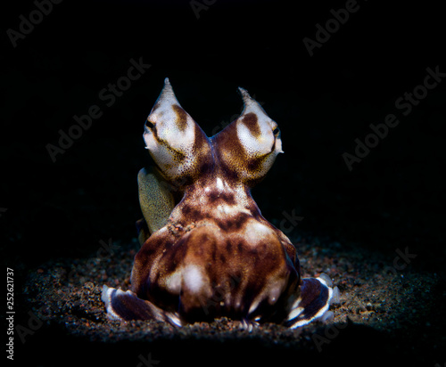 Incredible Underwater World - Mimic octopus - Thaumoctopus mimicus. Tulamben, Bali, Indonesia.
