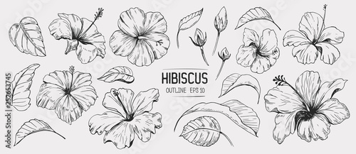 Hibiscus flower. Set of hand drawn illustration. Vector outline. Isolated