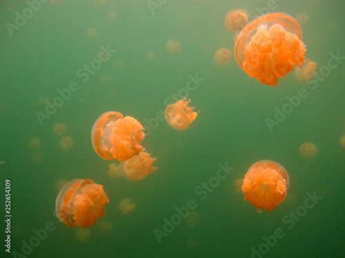 Amazing underwater world - Lake jellyfish. Palau.