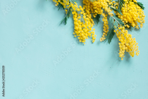 Blue background with mimosa branch for spring holidays