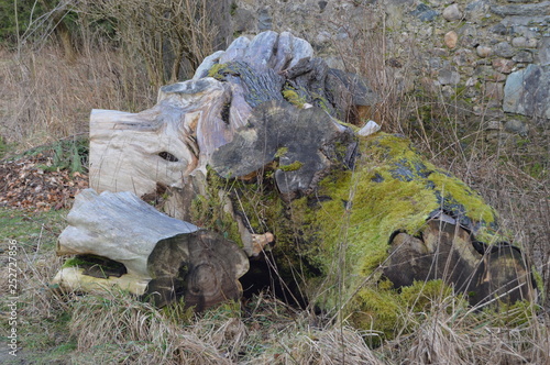 A striking combination of organic and inanimate shapes and textures, around a fallen log, Dunkeld, Perthshire