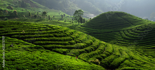 Tea Field Plantation
