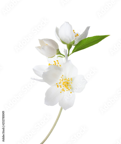 Branch of Jasmine's (Philadelphus) flowers isolated on white background.