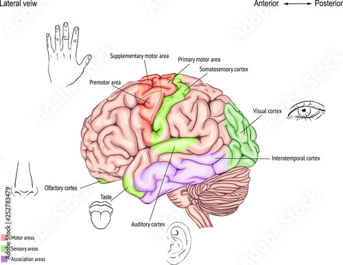 anatomy of the human brain. areas of the cerebral cortex. anatomy of the Central nervous system. the location of the convolutions.