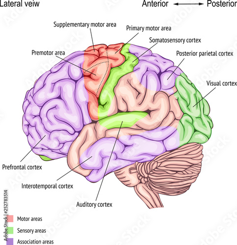 anatomy of the human brain. areas of the cerebral cortex. anatomy of the Central nervous system. the location of the convolutions.