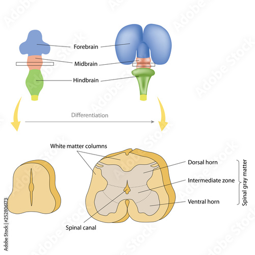 Differentiation of the spinal cord. The butterfly-shaped core of the spinal cord is gray matter divisible into dorsal and ventral horns, and an intermediate zone.