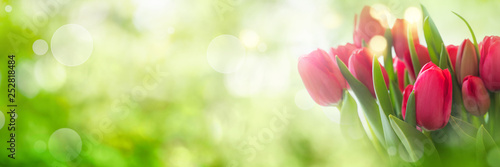 Tulips on spring background