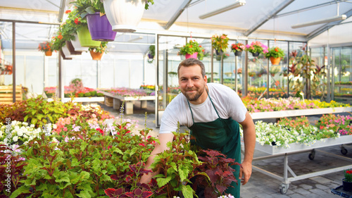 fröhlicher gärtner arbeitet im Gewächshaus einer Gärtnerei - anbau und Verkauf von bunten Blumen // gardener works in glasshouse with flowers - production and trade