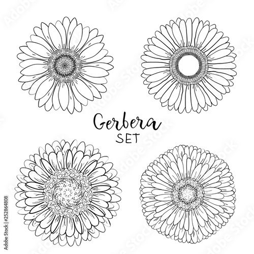 Set of 4 Open petals daisy head flower. Floral Botany drawings. Black and white line art. Gerbera daisy Sketch illustration. Element for design on for greeting cards, wedding invitations, mother's day