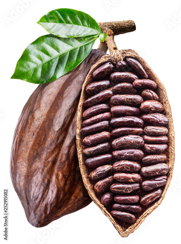 Open cocoa pod with cocoa seeds which is hanging from the branch. Conceptual photo.