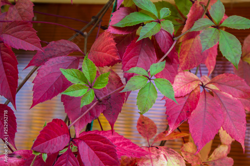 Red grape leaves in autumn