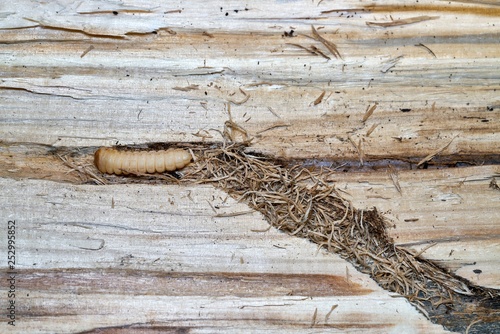 Larve eines Großen Pappelbock im Holz einer Pappel 