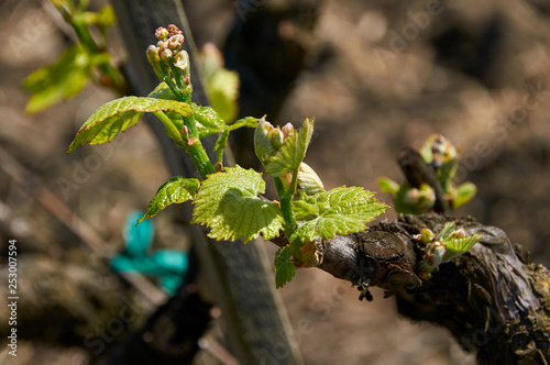 bud break on zinfandel vines showing first signs of flowers