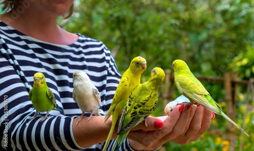 Woman feeding birds. Many parrots are sitting on human hands, close up