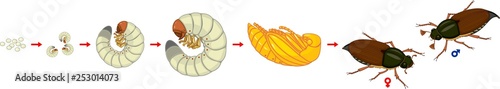 Life cycle of cockchafer. Sequence of stages of development of cockchafer (Melolontha melolontha) from egg to adult beetle