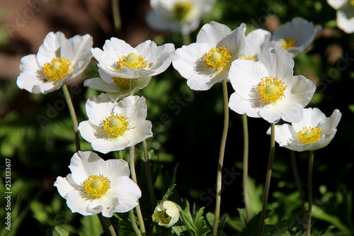 White anemone flowers. White anemone macro close up in nature. Anemone sylvestris (snowdrop anemone, windflower) in sunlight. Anemone nemorosa blooming in spring.