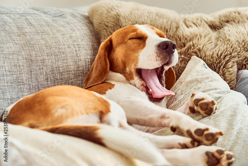 Beagle tired sleeping on couch yawning