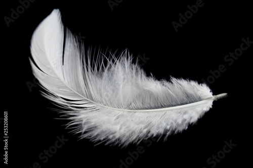 Single white feather isolated on black background. Swan Feather.