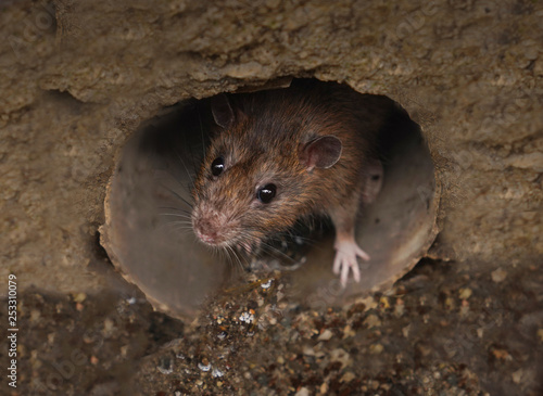 Closeup of rat on a sewer