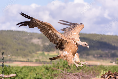 Griffon vulture landing