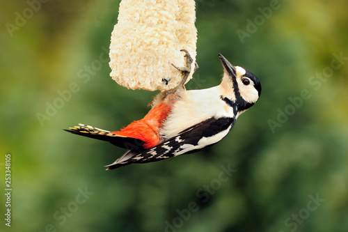 Great Spotted Woodpecker; Dendrocopos major feeding from suet cake