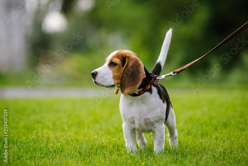 Dog on green meadow. Beagle puppy walking