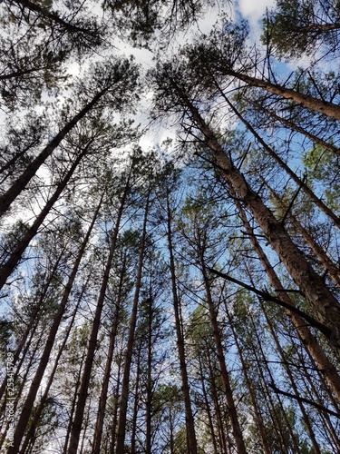 Niebo widziane z perspektywy podnóża drzew w lasach nieopodal Puszczy Białowieskiej