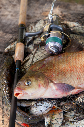 Trophy fishing. Close up view of big freshwater common bream fish and fishing rod with reel on landing net..