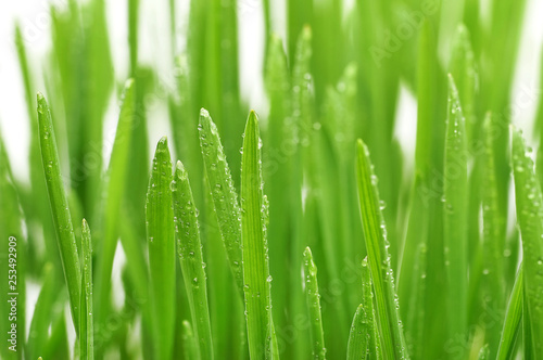 Green grass with dew drops sprouted from the wheat grains with roots on a white background