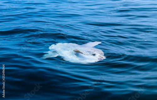 Ocean sunfish or common mola swimming in the Atlantic Ocean off the coast of Cape Town, South Africa