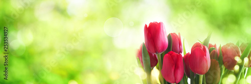 Tulips on sunny spring background