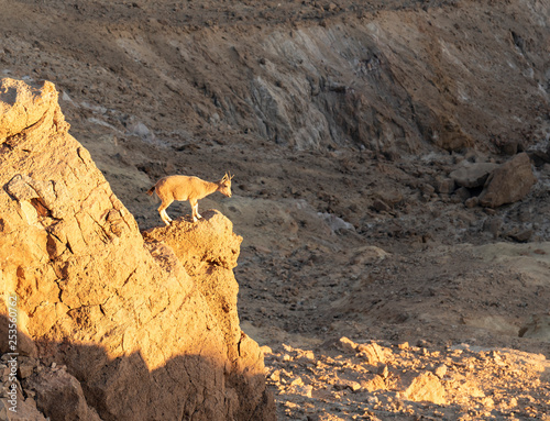 A Young Ibex Soaking in the Last Rays of the Setting Sun