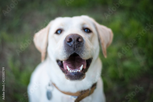 Retrato hocico perro labrador