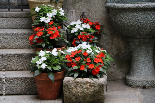 Various types of Impatiens