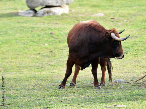 toros en el campo