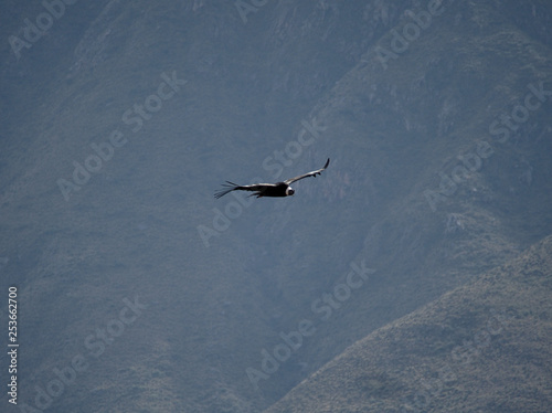 A vulture is seen flying to the side of famous route 40 in La Rioja province, Argentina.