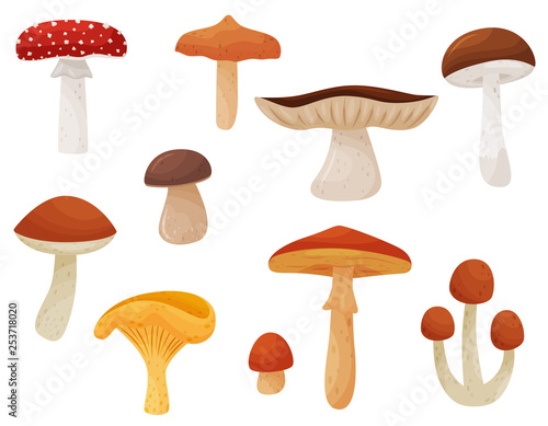 Flat vector set of mushrooms. Edible and poisonous fungi. Natural products. Elements for children book or poster