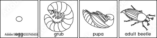 Coloring page with life cycle of cockchafer. Sequence of stages of development of cockchafer (Melolontha melolontha) from egg to adult beetle
