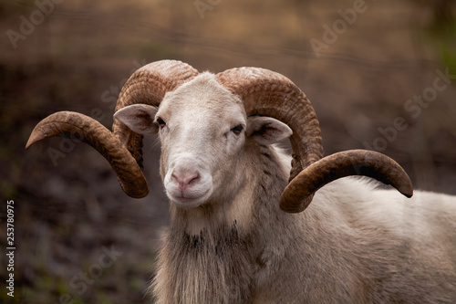 portrait of a young ram