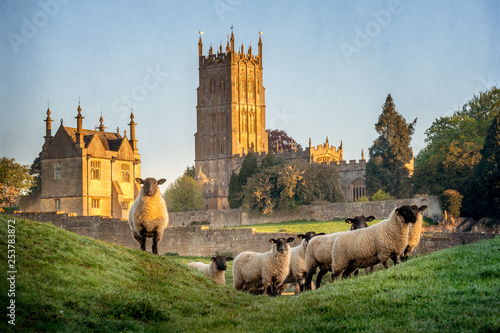 Cotswold sheep neer Chipping Campden in Gloucestershire with Church in background