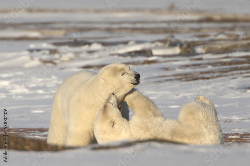 Wild Polar Bears Playing