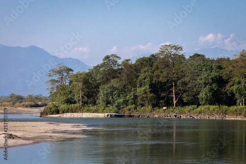 Manas national park and wildlife during daytime and green park